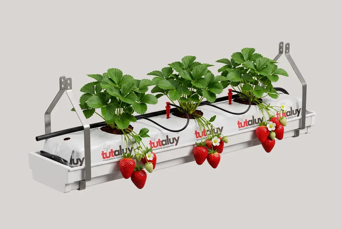 The Tutaluy growing system: gutter, grow bag, drip line and strawberry plants